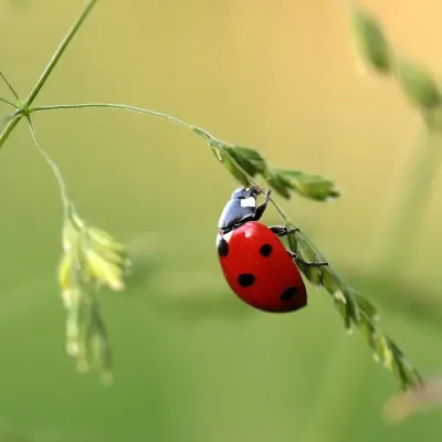 Ladybug 1480102 1280